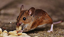 24 Hour & Emergency Exterminators in Walls, MS